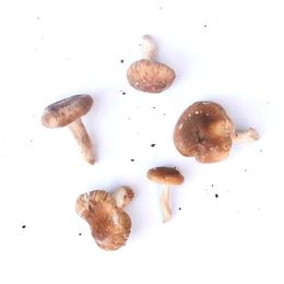 Cogumelo-Shitake-Organico-BDJ-200g